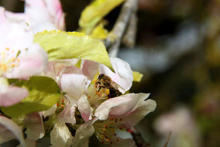 The honey bee gathers nectar from the flower of the Apple tree. Honey Bee collecting pollen.