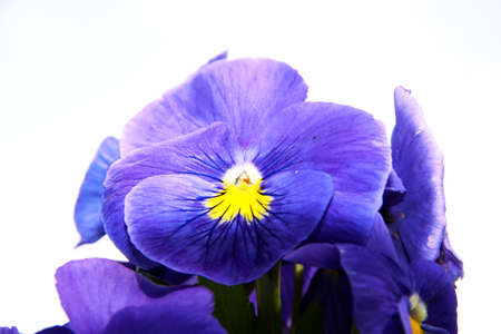 Pansy is a amazing flower and its colour combination is great. Viola tricolor var. hortensis. Viola...