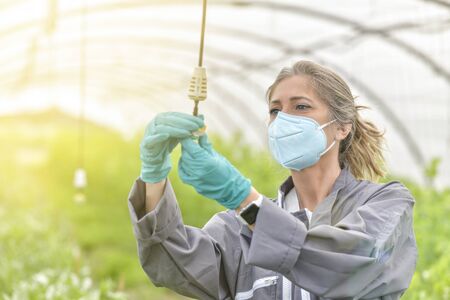 Female farmer checking the irrigation  in a greenhouse and wearing a protective mask against covid-19の写真素材