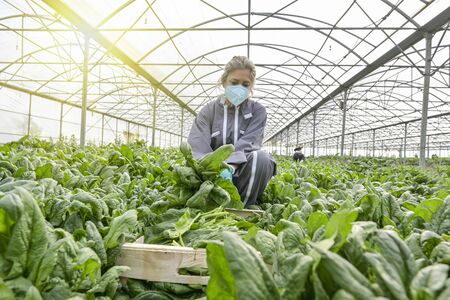 Female worker  harvesting spanish in the greenhouse and wearing her protective mask against...