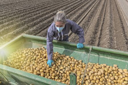 Female farmer harvesting potatoes behind the tractor  and wearing protective  mask against coronavirusの写真素材