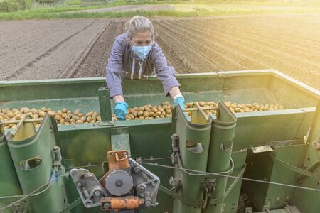 Female worker harvesting potatoes  behind the tractor and wearing protections against coronavirusの写真素材