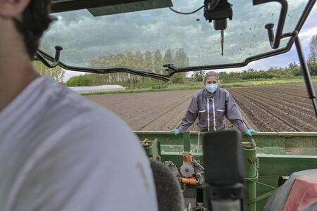 Female worker harvesting potatoes  behind the tractor and wearing protections against coronavirus