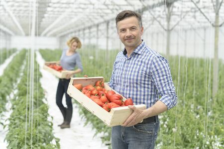 Harvest of tomatoes in a greenhouse and packaging in wooden cratesの写真素材