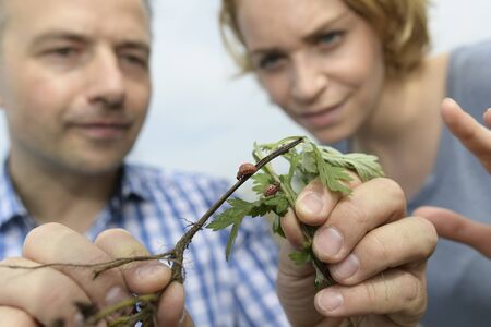 farmer couple note the presence of Colorado potato beetle in their potato fieldの写真素材