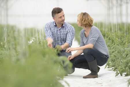 Young agricultural engineers analyze the growth of tomato stems in a greenhouseの写真素材