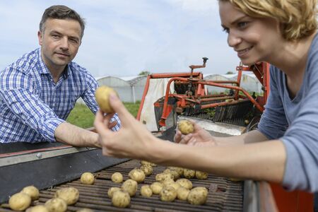Workers sort potatoes in the field during the harvestingの写真素材