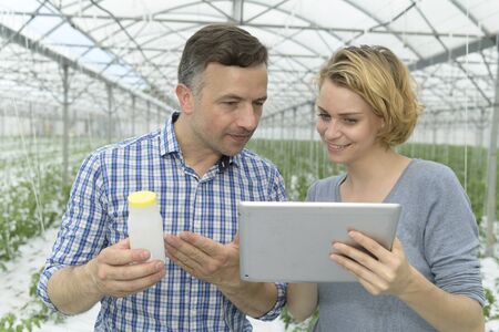 Agricultural Engineers analyse the data of a new  treatments on the tomato plants  in the greenhouse.の写真素材