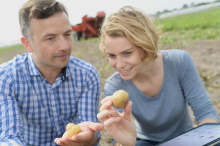Couple of agronomists analyzes the potatoes harvesting data next to the tractor in a fieldの写真素材