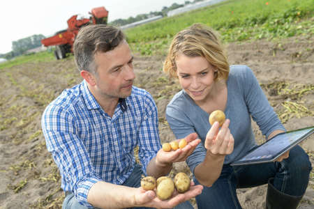 Couple of agronomists analyzes the potatoes harvesting data next to the tractor in a fieldの写真素材