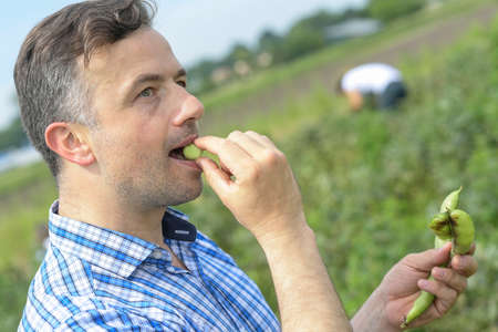 Farmer tastes his broad bean recoltの写真素材