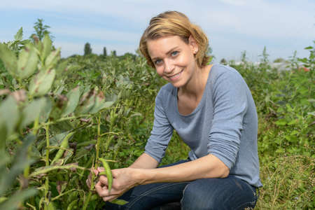 Female farmer checks the quality of his broad beans.の写真素材