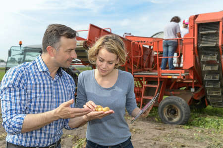 Couple of agronomists analyzes the potatoes harvesting data next to the tractor in a fieldの写真素材