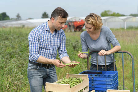 Young couple of farmer harvesting their broad beansの写真素材