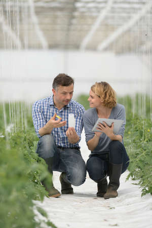Farmers analyzes the data of a new treatments on the tomato stems in the greenhouse.の写真素材