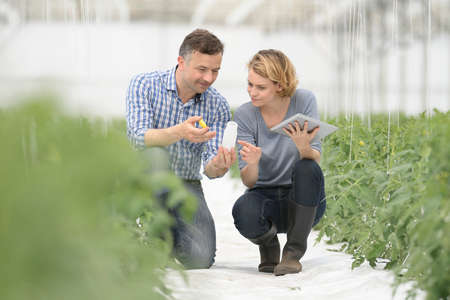 Farmers analyzes the data of a new treatments on the tomato stems in the greenhouse.の写真素材