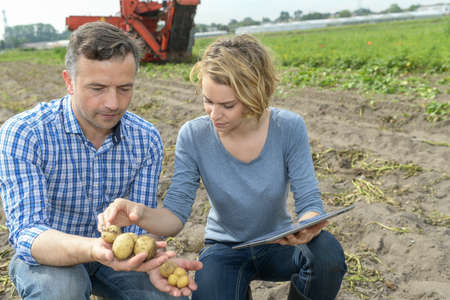 Couple of agronomists analyzes the potatoes harvesting data next to the tractor in a fieldの写真素材