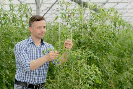 Farmer analyzes the growth of tomato stems in a greenhouseの写真素材