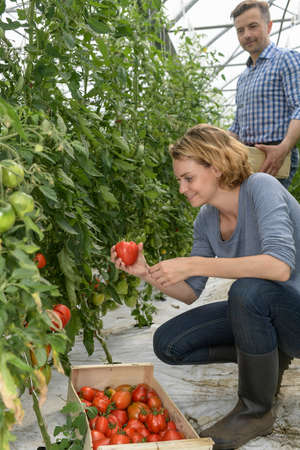 Farmer couple harvests tomatoes in the greenhouseの写真素材