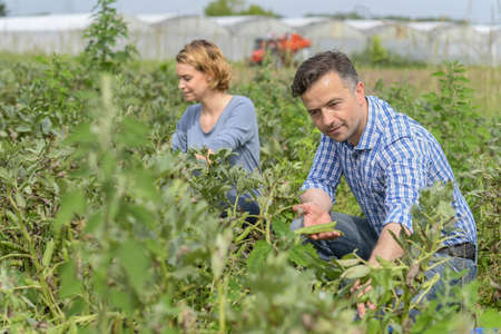 Farmers picking fruit outdoorsの写真素材