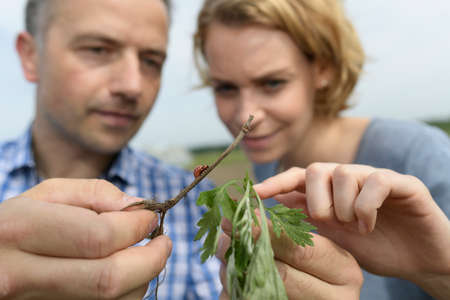 farmer couple note the presence of Colorado potato beetle in their potato fieldの写真素材