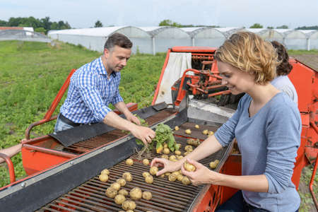 Workers sort potatoes in the fieldの写真素材