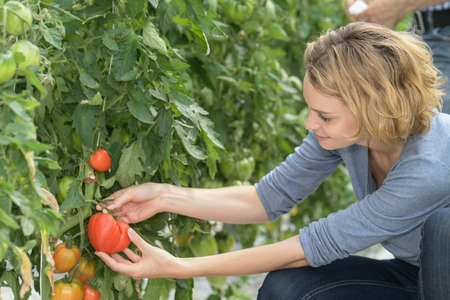 Female worker taking care of tomatoes while picking themの写真素材