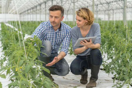 Couple of agronomists supervising the state of the tomatoesの写真素材