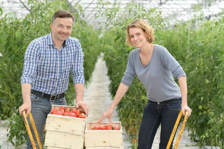 Harvest of tomatoes in a greenhouse and packaging in wooden cratesの写真素材