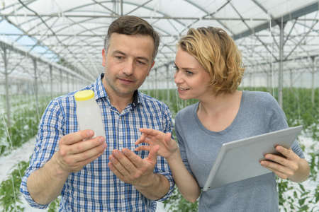 Male and female co-workers checking tests in greenhouseの写真素材