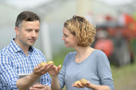 Couple of agronomists analyzes the potatoes harvesting data next to the tractor in a fieldの写真素材