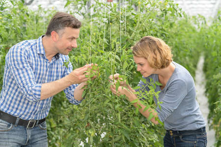 Farmer couple analyzes the growth of tomato stems in a greenhouseの写真素材