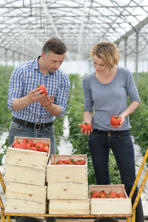 Harvest of tomatoes in a greenhouse and packaging in wooden cratesの写真素材