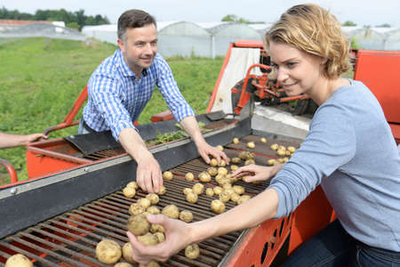 Workers sort potatoes in the field during the harvestingの写真素材