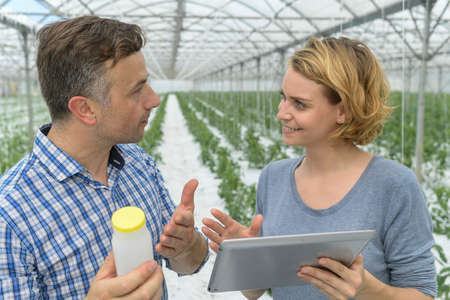 Agricultural Engineers analyzes the data of a new treatments on the tomato plants in the greenhouse.の写真素材