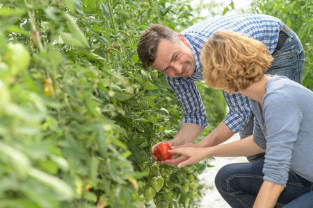 Farmer couple harvests tomatoes in the greenhouseの写真素材