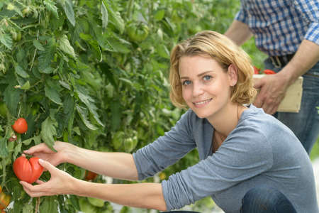 Farmer couple harvests tomatoes in the greenhouseの写真素材