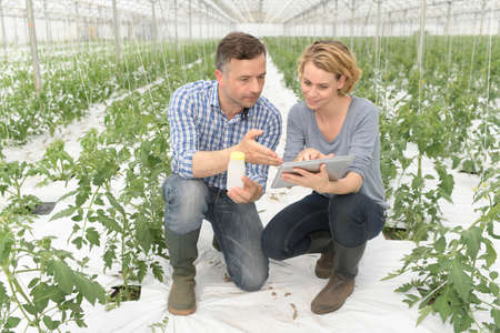 Agricultural Engineers analyzes the data of a new treatments on the tomato plants in the greenhouse.の写真素材