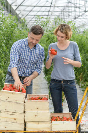 Harvest of tomatoes in a greenhouse and packaging in wooden cratesの写真素材