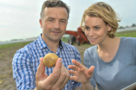 Couple of agronomists analyzes the potatoes harvesting data next to the tractor in a fieldの写真素材