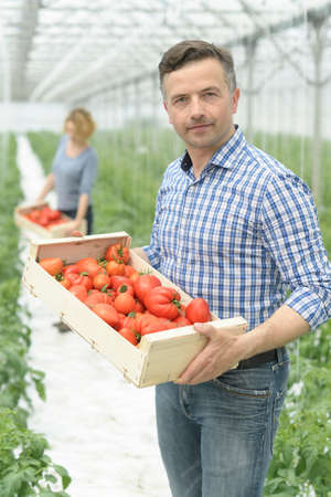 Harvest of tomatoes in a greenhouse and packaging in wooden cratesの写真素材