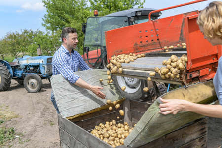 Farmer remove his potatoes production from the tractor to the containerの写真素材