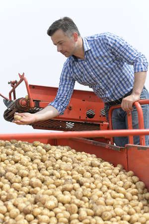 Farmer analyzes the harvest of his potatoes productionの写真素材