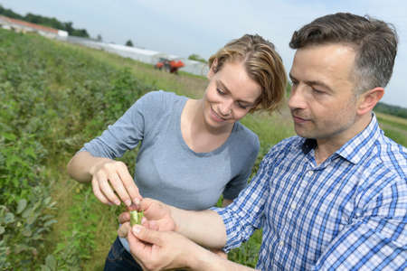 A couple of farmer harvests his broad beansの写真素材