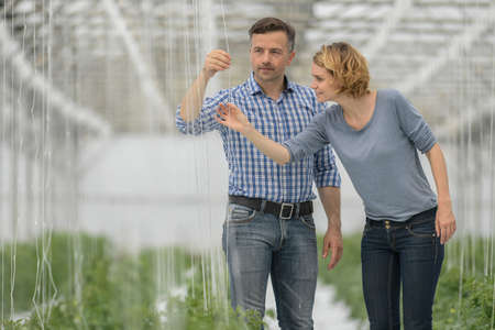 Male and female agronomist during quality control check in a green houseの写真素材