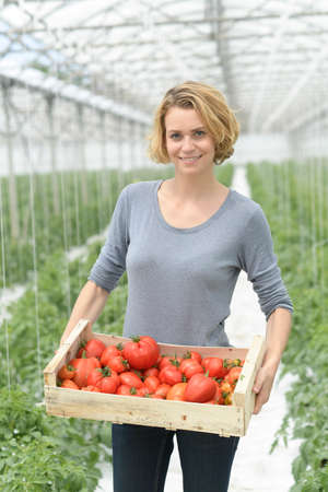Harvest of tomatoes in a greenhouse and packaging in wooden cratesの写真素材