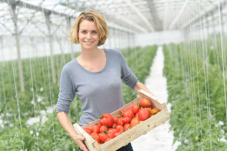 Young female farmer harvests potatoes in the greenhouse and packages them in wooden craftの写真素材