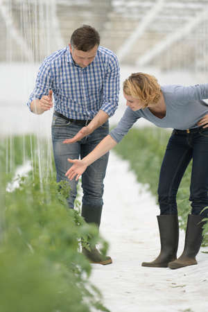 Farmers doing treatments on the plants in the greenhouse and analyze the vegetables plantsの写真素材