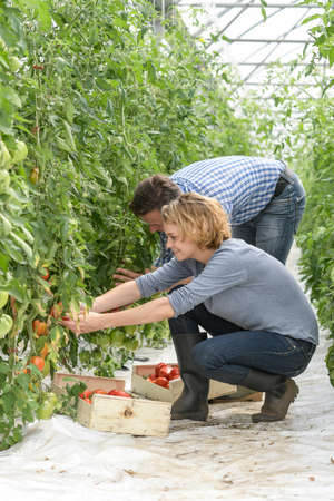 Farmer couple harvests tomatoes in the greenhouseの写真素材