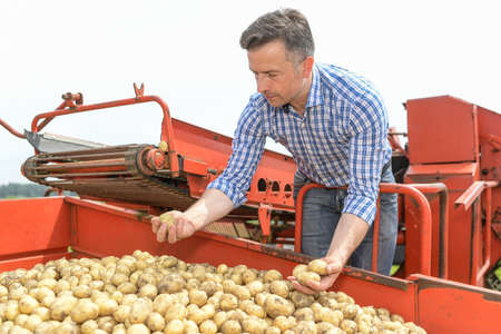 Farmer harvests his potatoesの写真素材